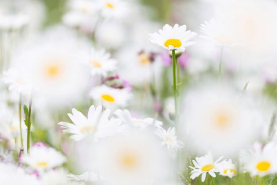 Heimische Pflanzen wie Margerite und Rote Lichtnelke sind gut für heimische Insektenarten.