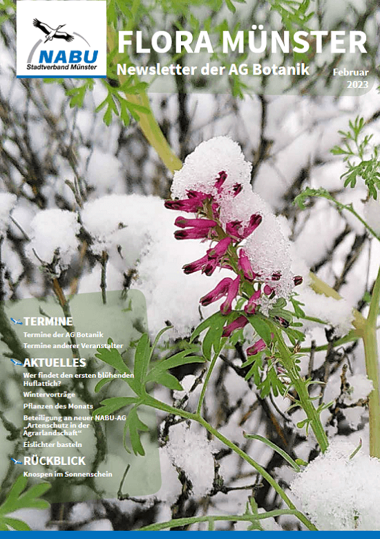 Ausgabe Februar des Newsletters “Flora Münster”