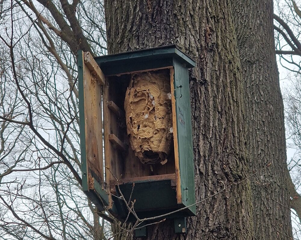 Mal Wespen, mal Hornissen, mal leer