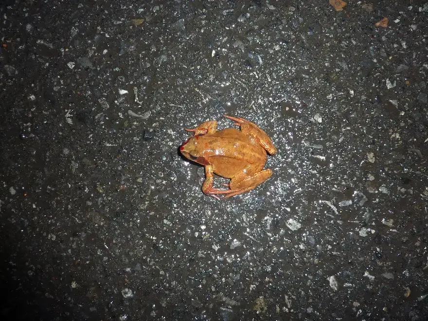 Frosch auf der Straße