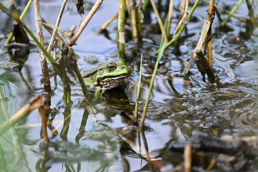 Ein Grünfrosch zwischen mehreren Halmen, in einem Gewässer.