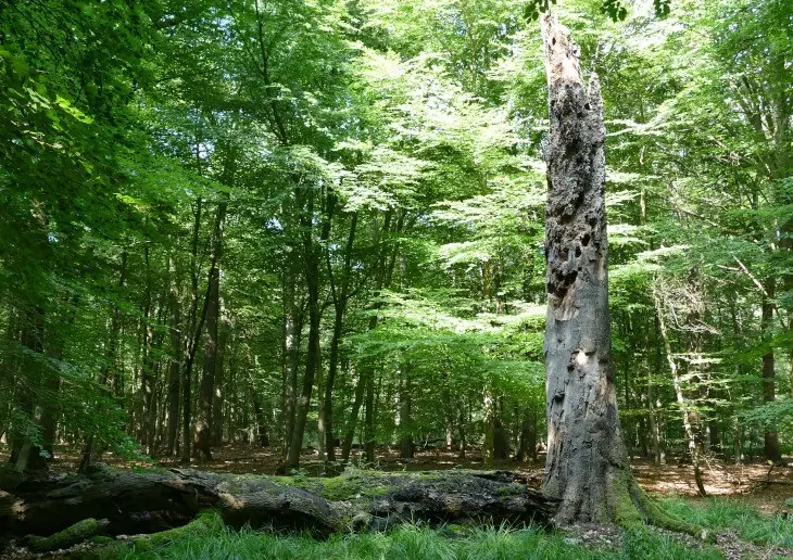 Besondere Lebensräume im Wald: Totholz und Mikrohabitate