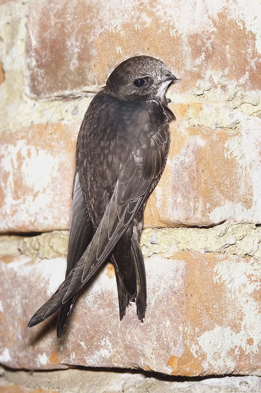 NABU bittet um Mauersegler-Meldungen