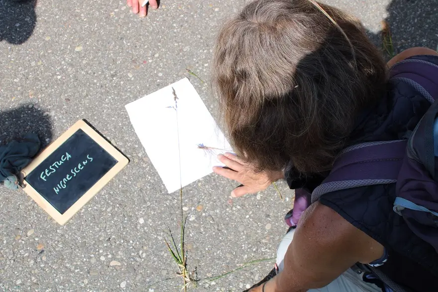 Eine Frau betrachtet ein Grasbüschel auf einem Blatt Papier, daneben steht auf einer kleinen Tafel der Name "Festuca nigrescens".