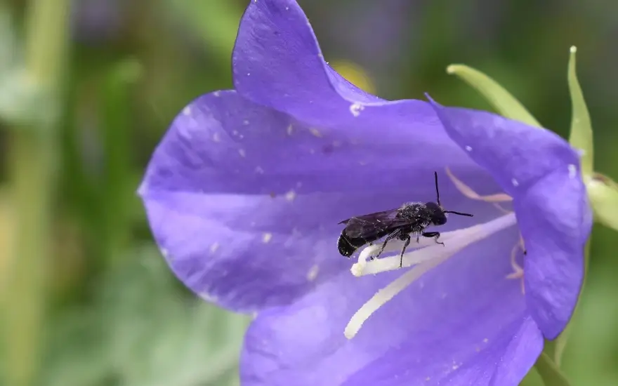 Mehr Vielfalt im Garten