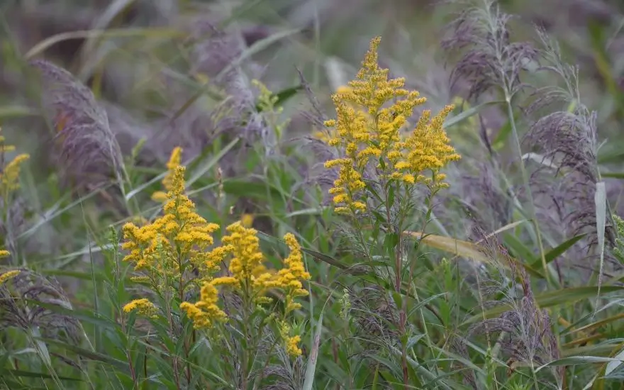 Botanische Artenvielfalt auf dem Friedhof in Wolbeck