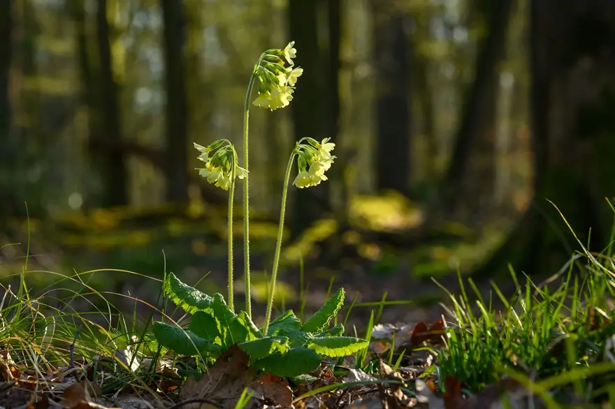 Hohe Schlüsselblume mit hellgelben Blüten wächst im Sonnenlicht auf einem feuchten Waldboden.