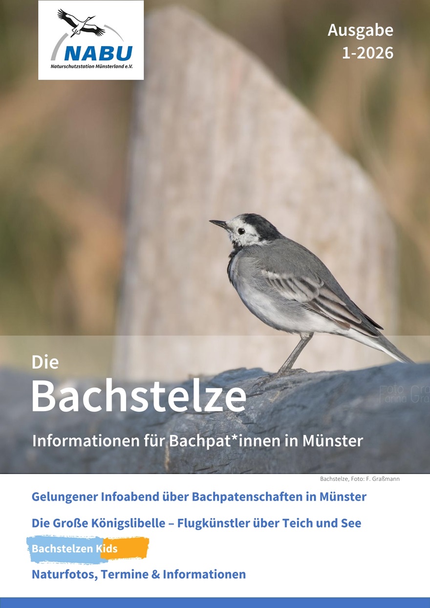 Bachstelze 1-2026
