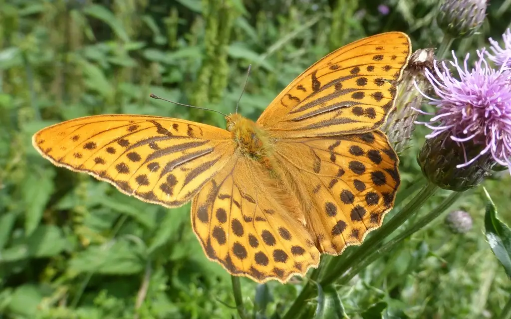 Orangefarbener Kaisermantel mit schwarzen Flecken und Linien sitzt mit ausgebreiteten Flügeln an einer violetten Distelblüte.