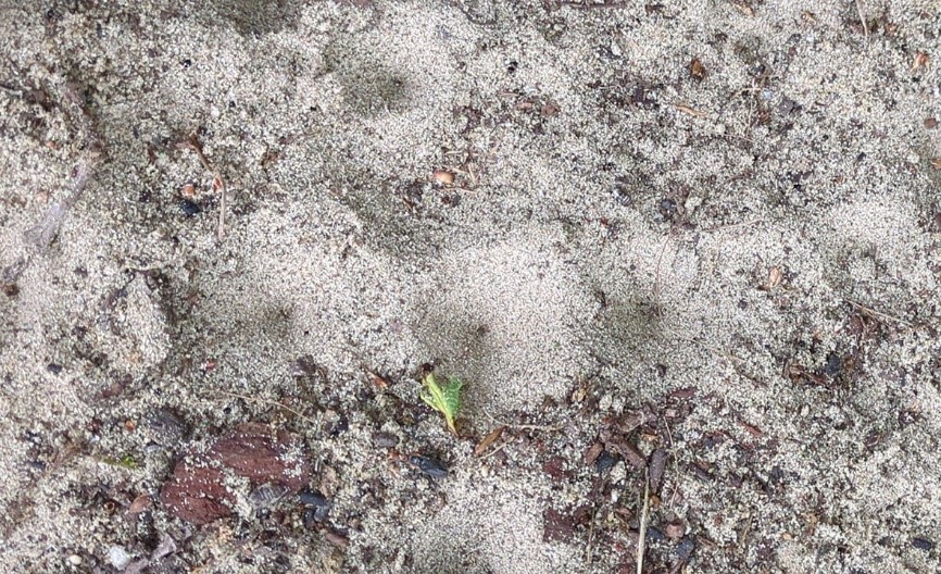 Trichter vom Ameisenlöwen im Sand (Foto: Lea Santora)